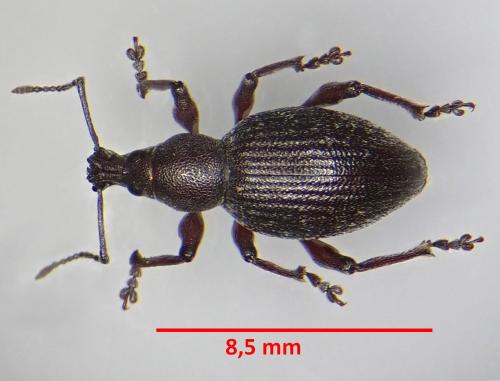 Réf. 268 569 : Otiorhynchus sp.
